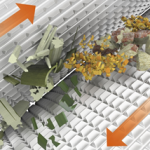 Cracked Corn in Silage